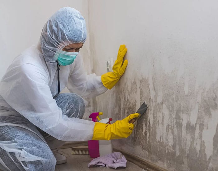 mold-remediation-services