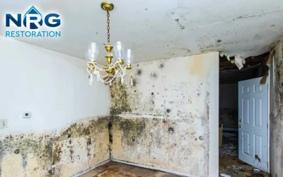 How Much Does Water Damage Restoration Cost In 2024?