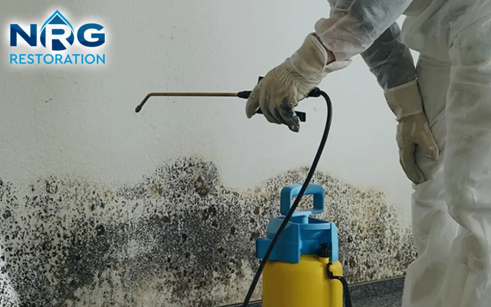 mold remediation services Mold Remediation Services