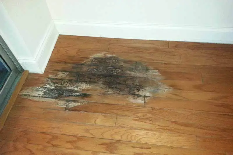 How to Repair Floor with Water Damage A close-up of black mold growing on a hardwood floor, likely caused by water damage or excessive moisture, highlighting the importance of learning how to repair floor with water damage
