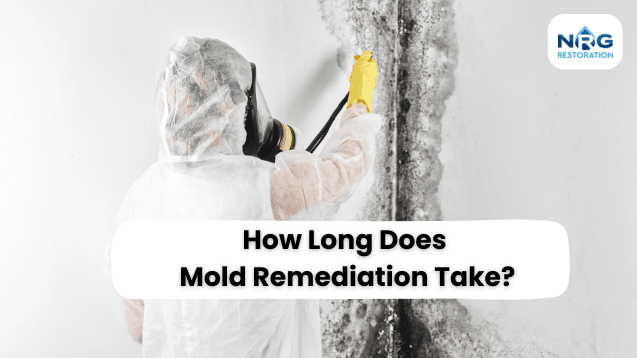 How Long Does Mold Remediation Take Mold Remediation
