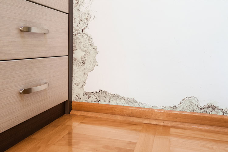 mold-water-damage