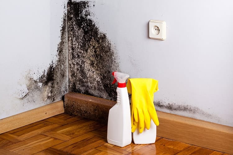 mold-removal-service