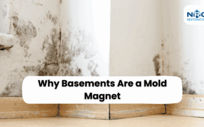 Why Basements Are a Mold Magnet and How to Fix It