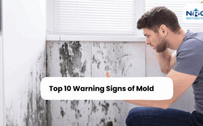 Top 10 Warning Signs of Mold in Your House You Shouldn’t Ignore