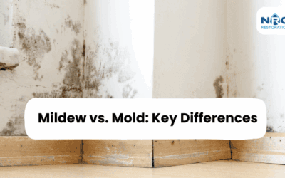 Mildew vs. Mold: Key Differences, Health Risks & How to Treat Each