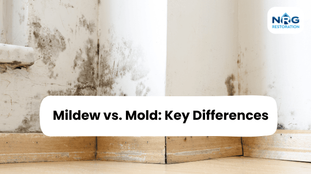 Mildew vs Mold