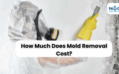 How Much Does Mold Removal Cost? A Complete Guide to Pricing & Factors
