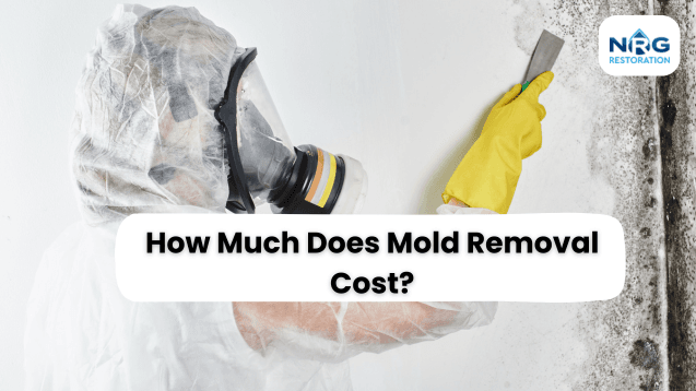 Mold Removal Cost mold removal cost