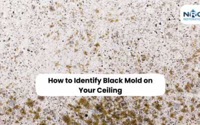 How to Identify Black Mold on Your Ceiling and What to Do Next