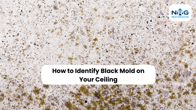 black mold black mold