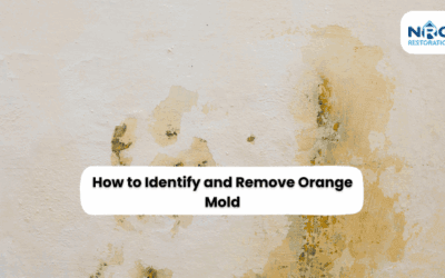 How to Identify and Remove Orange Mold from Bathroom, Kitchen, and Basement