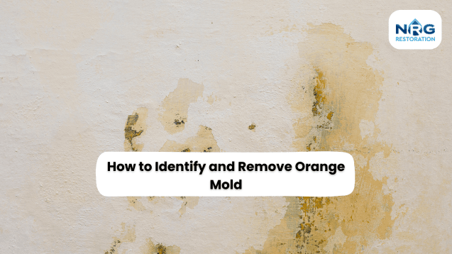 orange mold