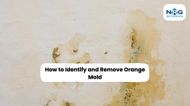 orange mold