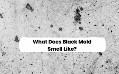 What Does Black Mold Smell Like? How to Detect Mold by Scent Before It Spreads