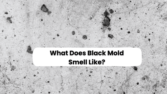 Black Mold Smell Like