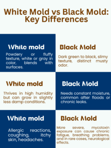 White Mold vs. Black Mold
