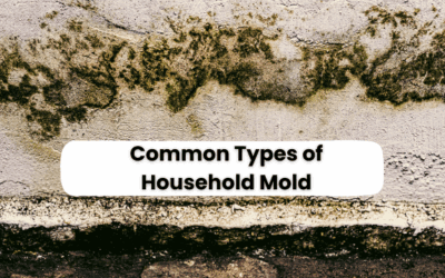Common Types of Household Mold: What You Need to Know to Stay Safe