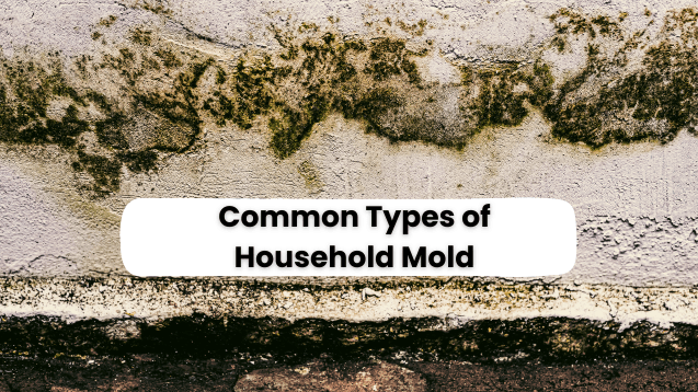 types of mold