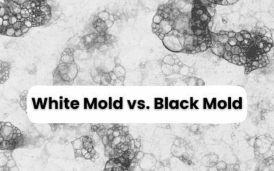 White Mold vs. Black Mold: Key Differences, Dangers, and Treatment Options