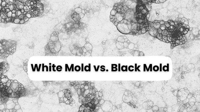 White Mold vs. Black Mold