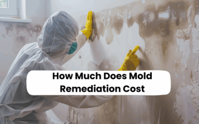 How Much Does Mold Remediation Cost
