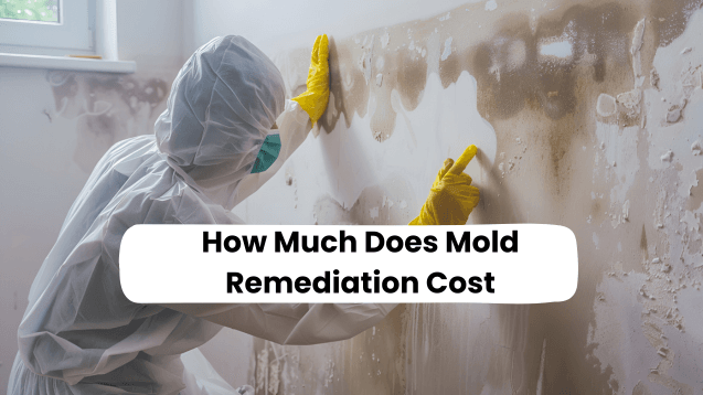 Mold Remediation Cost